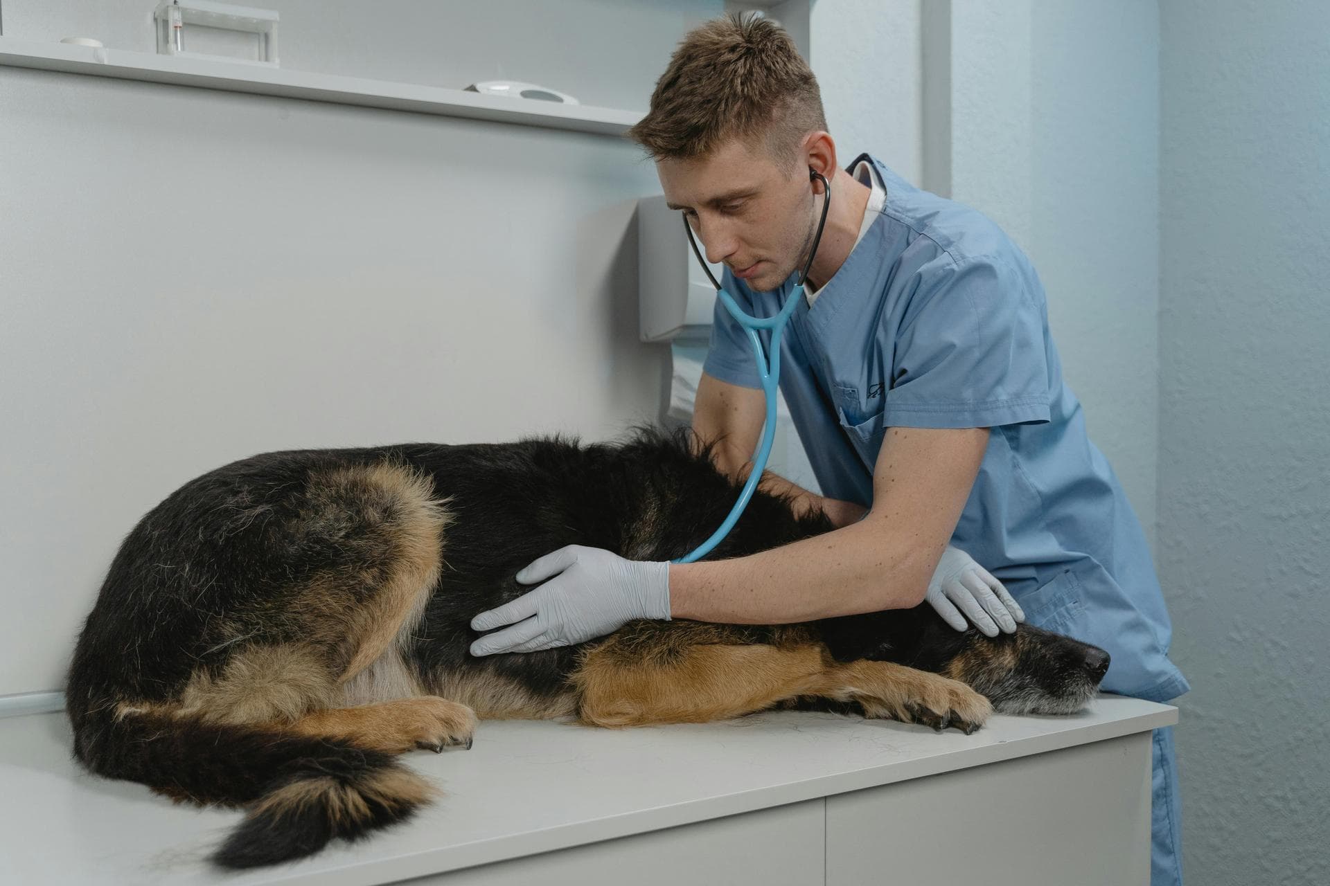 Best Vets in Dudley